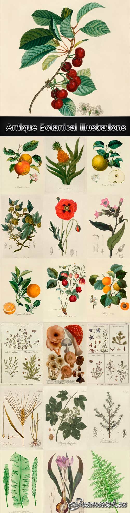Antique Botanical Illustrations 1640-1900