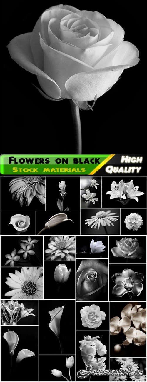 Cute black and white flowers - 25 HQ Jpg