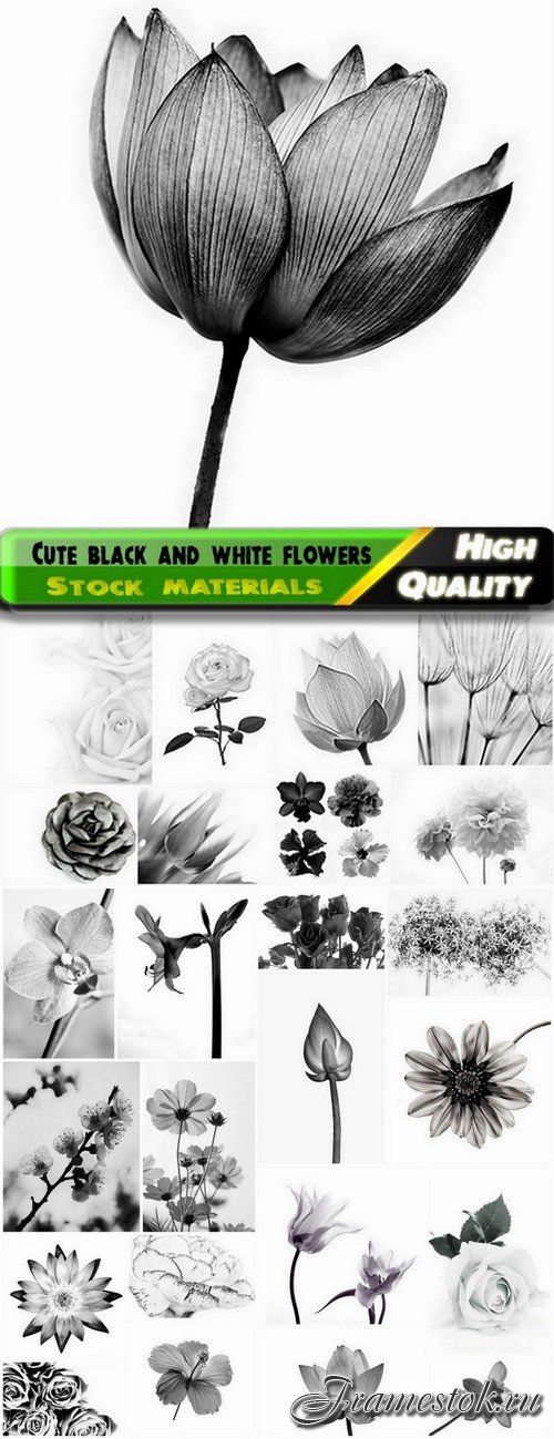 Cute black and white flowers 2 - 25 HQ Jpg