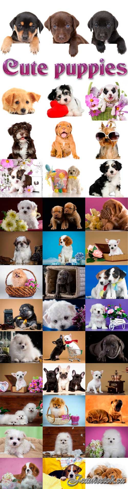 Cute puppies Raster Graphics