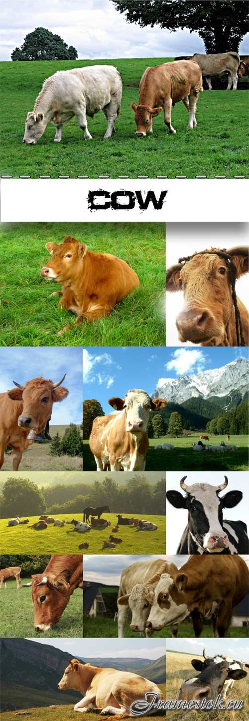 Cow raster graphics
