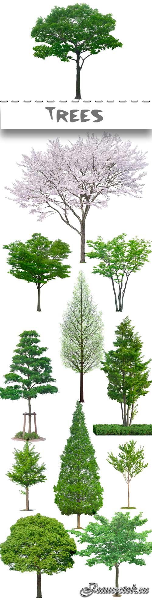 Clipart on a transparent background trees in PSD