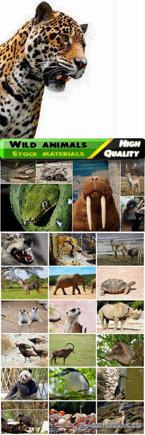 Wild animals in their natural habitat - 25 HQ Jpg