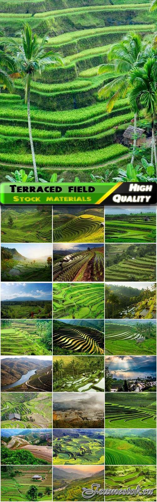 Nature landscape with green terraced field - 25 HQ Jpg