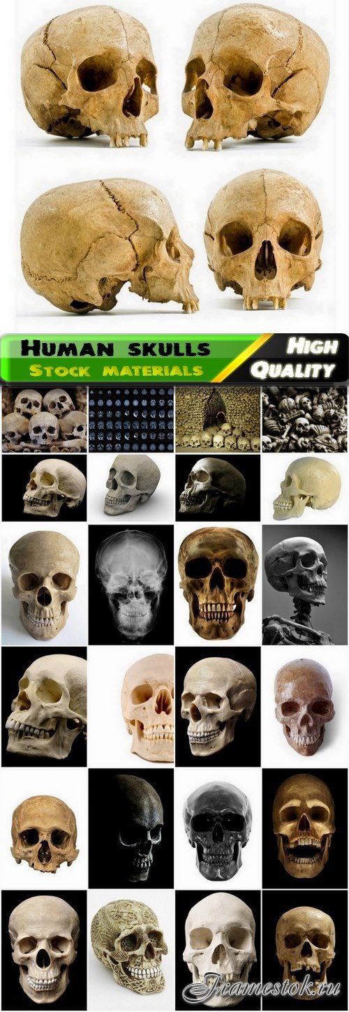 Scary human skull and skeleton bones - 25 HQ Jpg