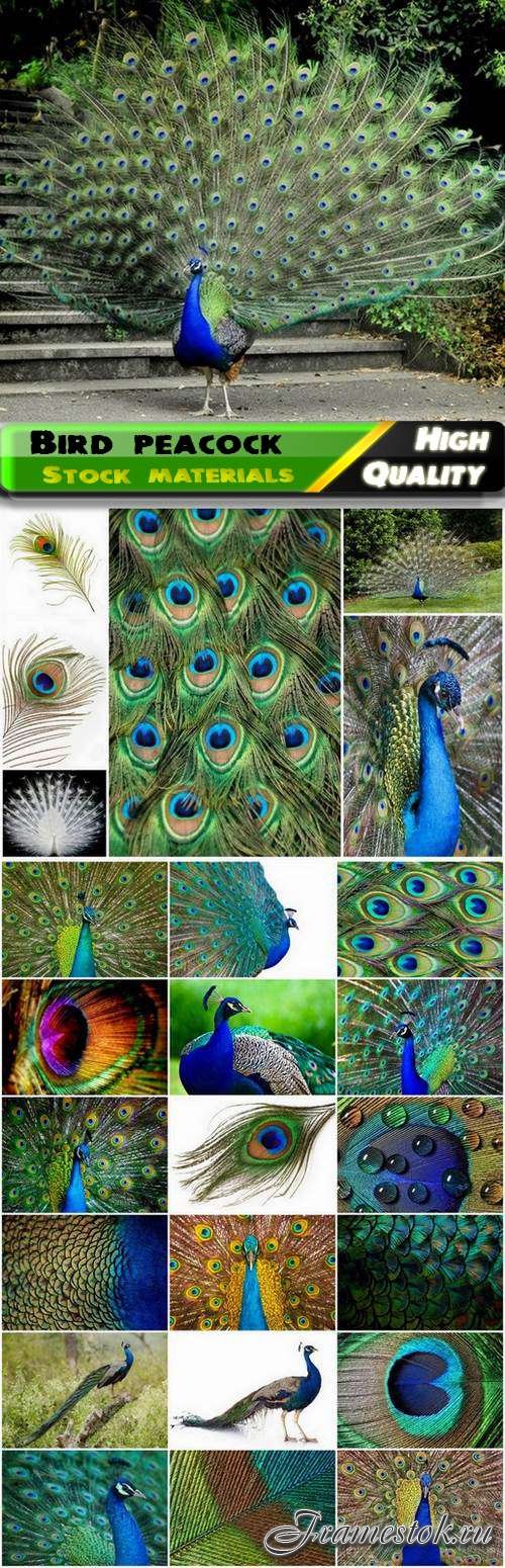 Bird peacock illustration with abstract colorful feathers - 25 HQ Jpg