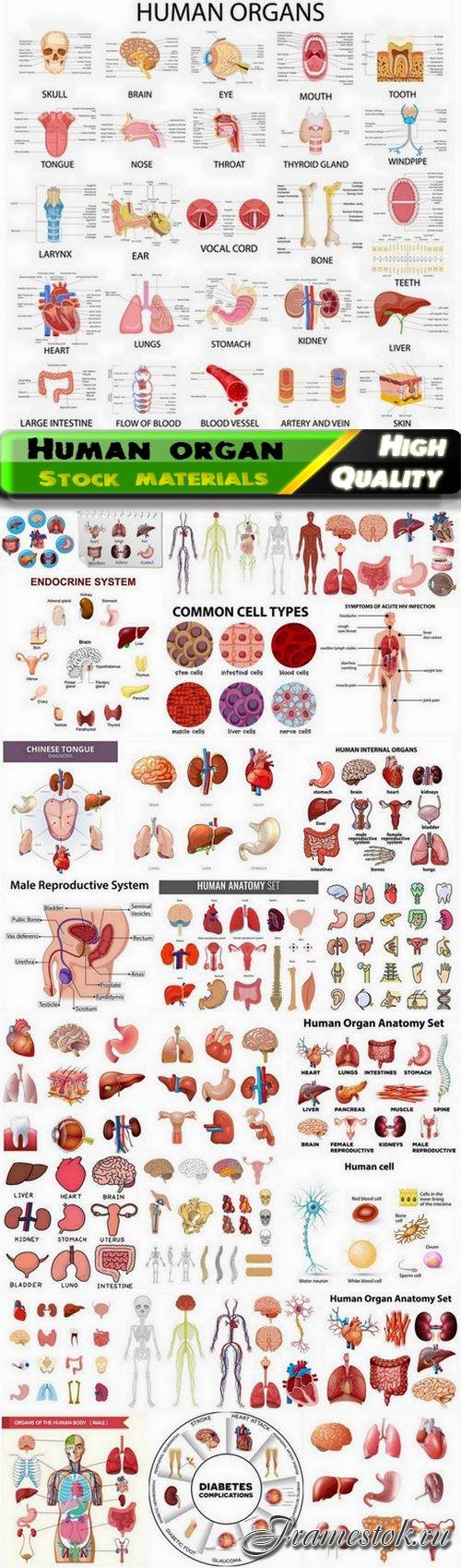 Medicine and body anatomy and human organ - 25 Eps
