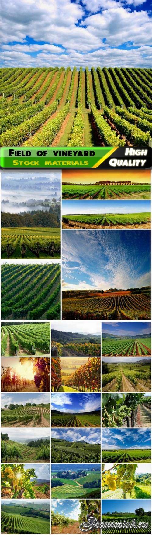 Nature landscape with field of vineyard - 25 HQ Jpg