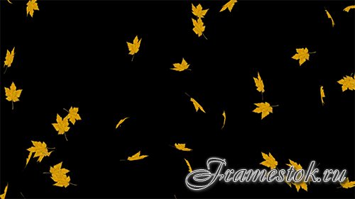 Falling maple leaves on a black background
