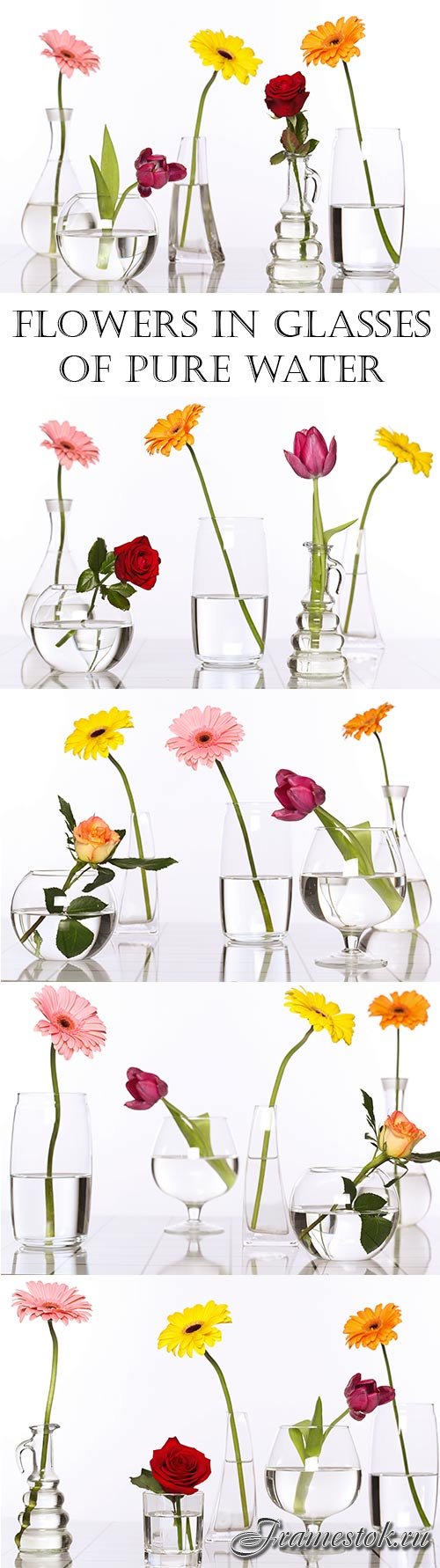 Flowers in glasses of pure water