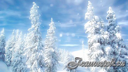 Winter forest in the snow HD