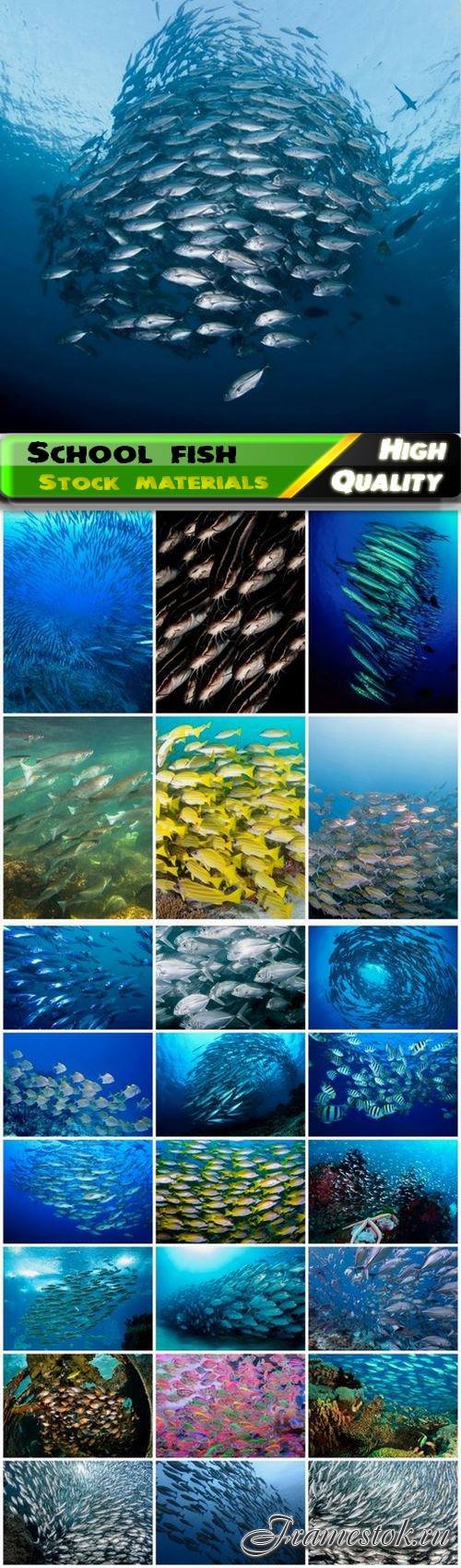 Underwater sea and ocean landscape tropical school fish - 25 HQ Jpg