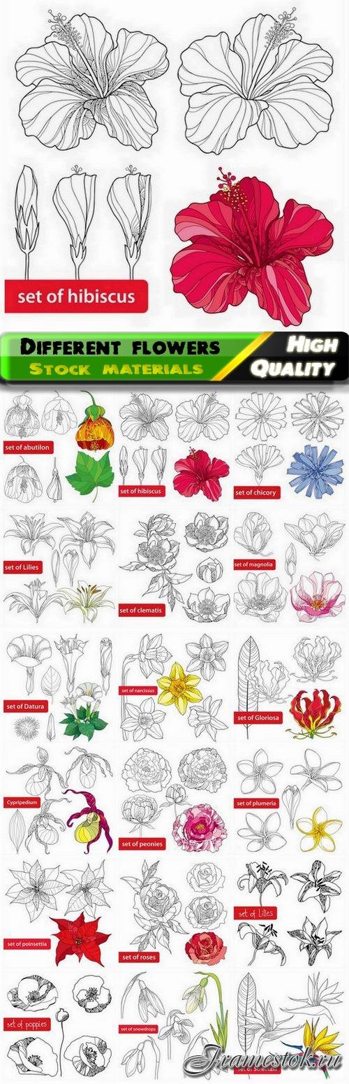 Hand drawn flowers of different kinds - 18 Eps