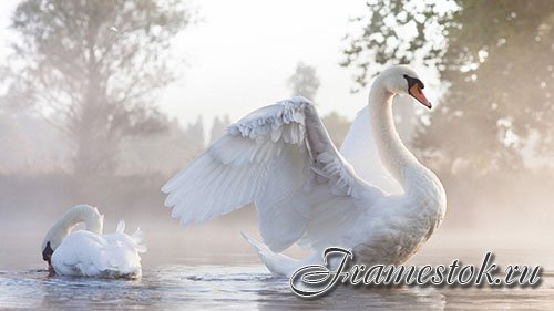 Images Mute Swan