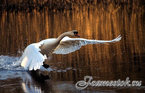 Images Mute Swan