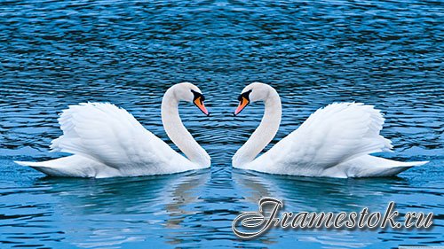 Images Mute Swan