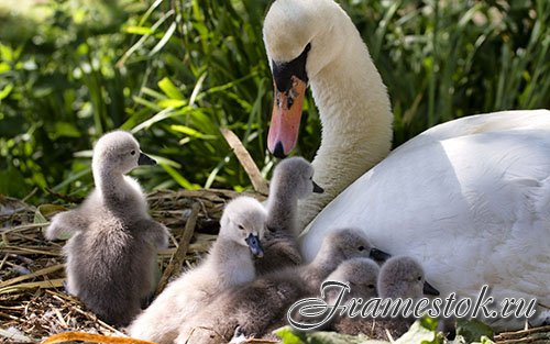 Images Mute Swan