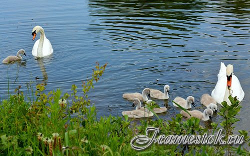 Images Mute Swan