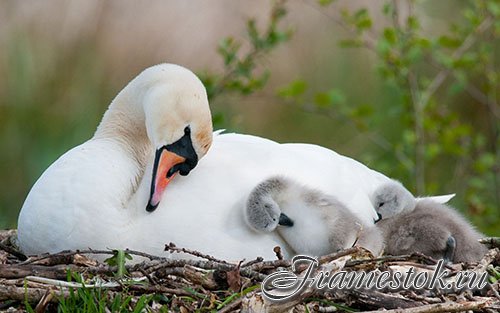 Images Mute Swan