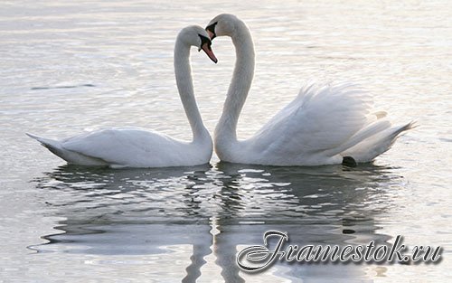 Images Mute Swan