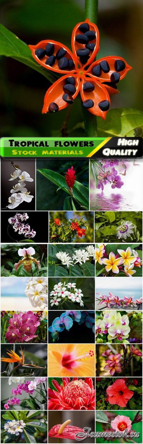 Amazing tropical flowers and flower bud - 25 HQ Jpg