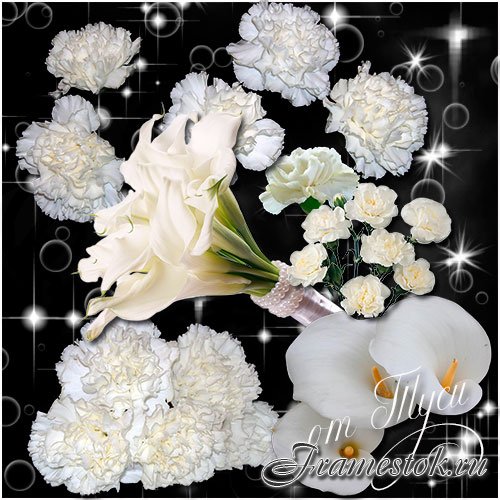  -   / Clipart - White flowers