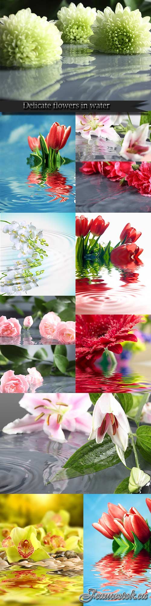 Delicate flowers in water