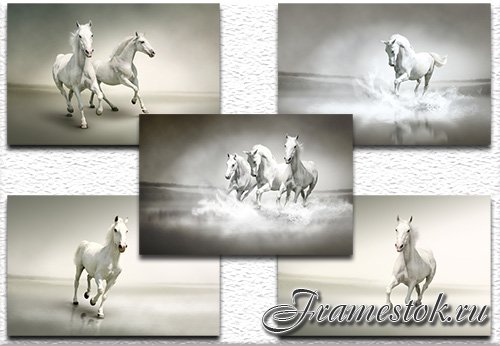  Beautiful white horse /   
