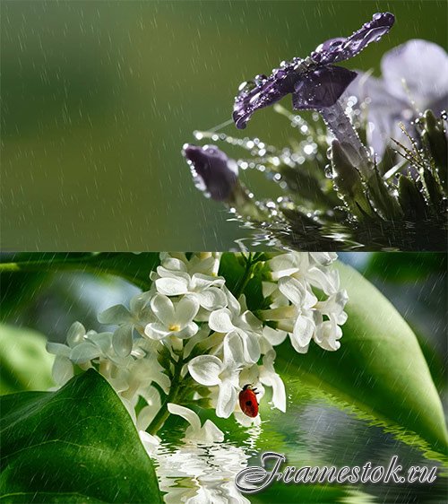 Beautiful delicate flowers in water in the rain