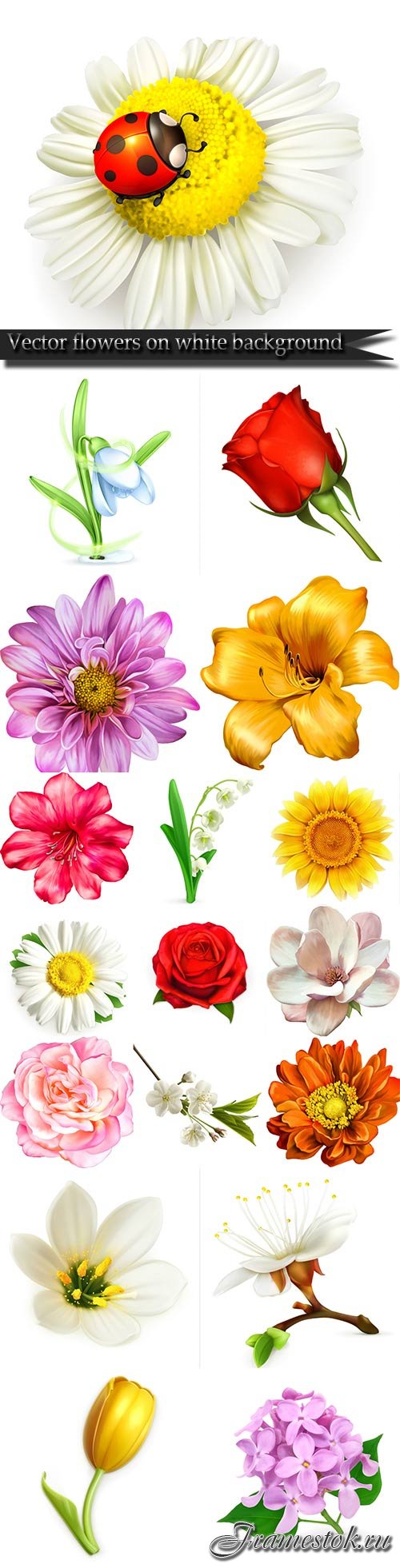 Vector flowers on white background