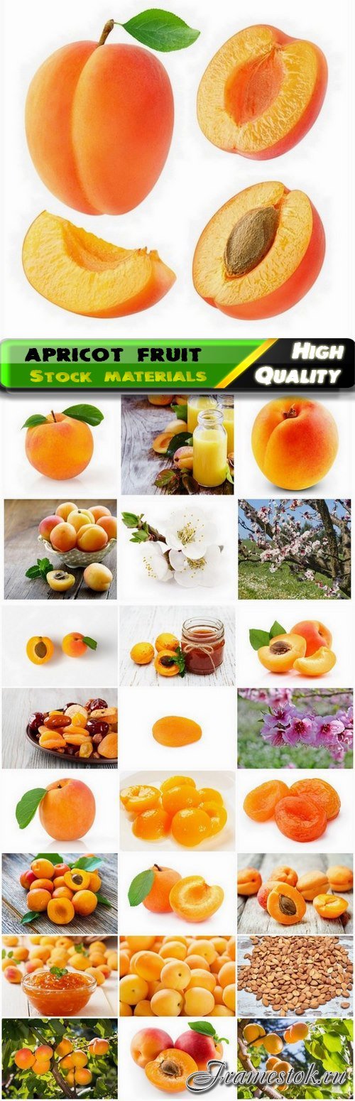 Ripe apricot fruit of the genus plum 25 HQ Jpg