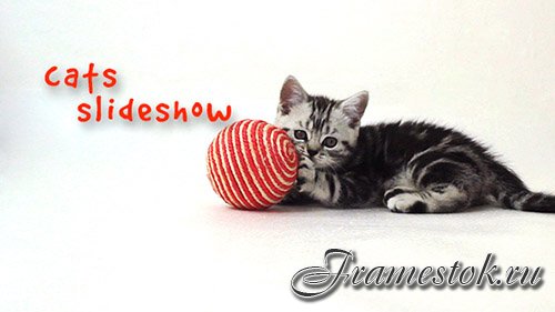 Cats Slideshow - Project for After Effects (Videohive)