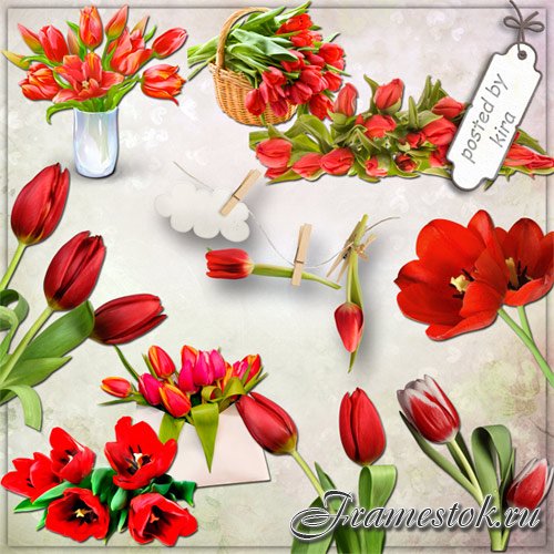 Клипарт - Красные тюльпаны на прозрачном фоне