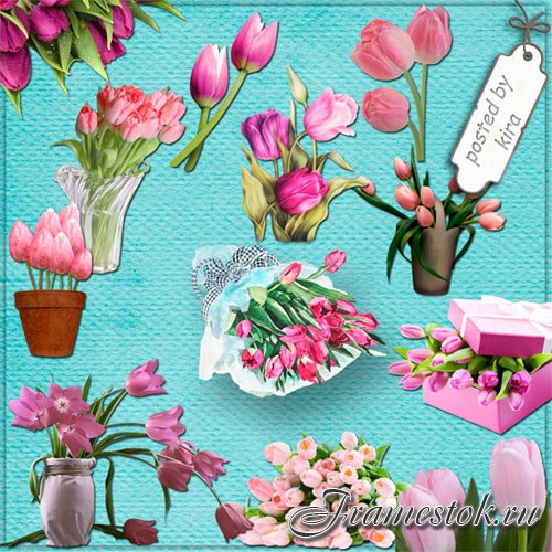 Клипарт - Розовые тюльпаны на прозрачном фоне