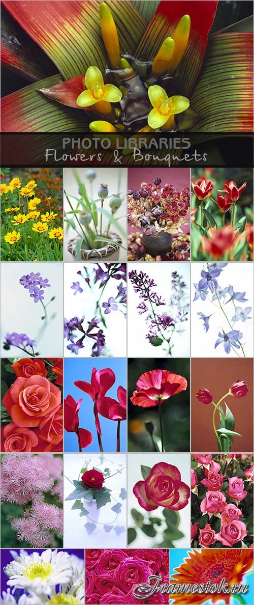 Photo Libraries - Flowers & Bouquets