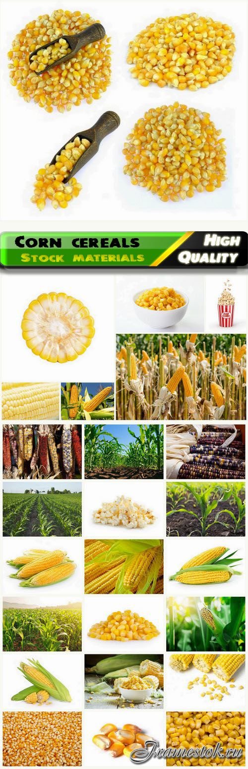 Corn family cereals or maize 25 HQ Jpg