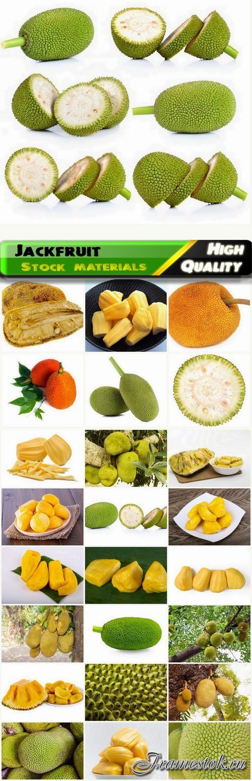 Jackfruit or Indian breadfruit or eve 25 HQ Jpg