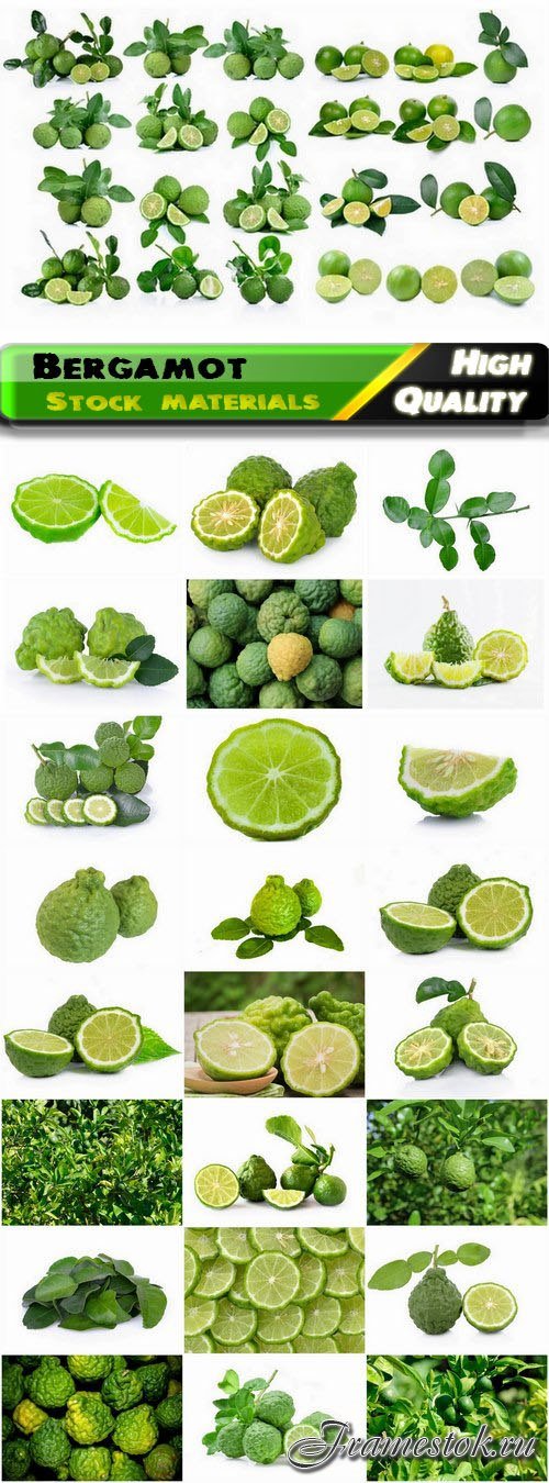 Leaves and fruits of bergamot citrus plant 25 HQ Jpg