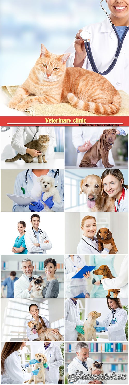 Veterinary clinic, a doctor is examining the pet