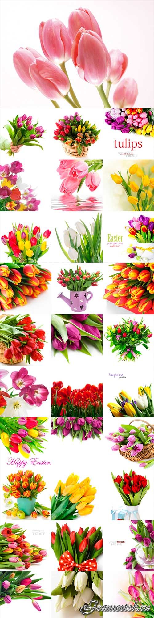 Tulips on white background 110 stock photo
