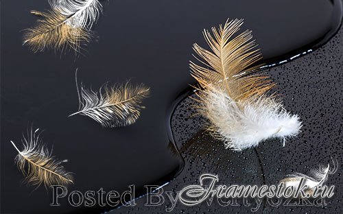 3D models modern golden feathers black tv background wall