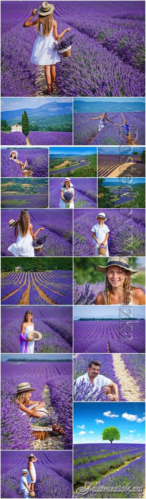 Wonderful fields with lavender, people and flowers stock photo